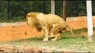 Lion pooping in Mysore zoo | male lion | Animal poop | Animal Life | Wild Karnataka