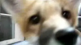 Pet red fox, Ron, vs camera