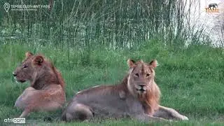 Lions at Mahlasela Hide Webcam 30/01/2026 Tembe Elephant Park, KwaZulu Natal, South Africa