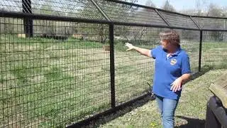 Bringing the Zoo to You - Maned Wolf