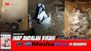 SUARA INAP ANDALAN BIRAHI original atax walet - COCOK UNTUK RBW STAGNAN