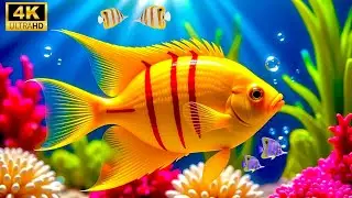 Immersive 4K Ocean Aquarium: Unwind with Jellyfish & Vibrant Fish