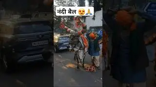 नंदी बैल😍🙏| nandi bail status #mahadev #nandibail #status #youtube #shorts #video #viral