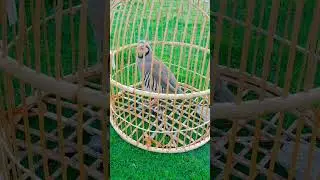 Zark mast awaz nar chakor voice partridge voice#national birds