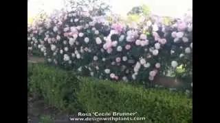 Rosa 'Cecile Brunner'