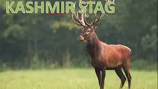 Important critically endangered species for UPSC prelims 2020 Kashmir stag