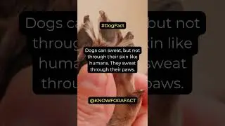 Dogs sweat through their paws!? #shorts #dailyshorts #dailyfacts