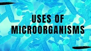 Microorganisms - Uses of microorganisms