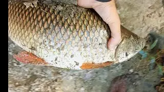 Rohu,Catla(bhakur) and grass carp fish farming#pisciculture #rohufishing #catlafishcutting #fishing 