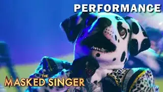 Dalmatian Performs 