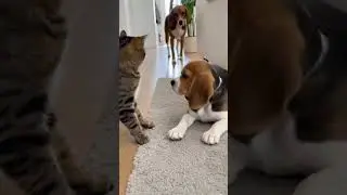 😼🐶 Cat Bullies Beagle Puppy&mdash;Mom Arrives, Puppy Gently Strikes Back!