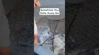 Scooping Catfish From A Hoop Net!! #fishing #louisiana #viralvideo #fish #shorts #viral #like #share