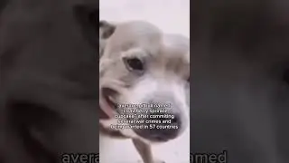 average pitbull meme | #fypシ #pitbull #meme #subscribe #roadto500