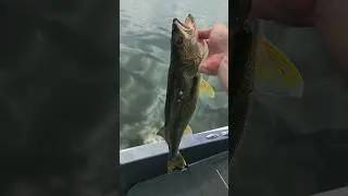 Calm water walleye! #Released #fun #MilleLacs #walleye #fishing #water #guide #lake #MN #vacation