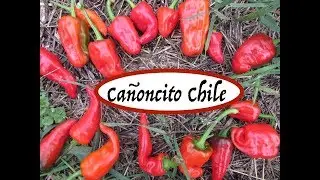 Vegetable Variety Review: Ca&ntilde;oncito Chile