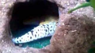 Male leopard gecko setup with excavator super hypo tangerine carrot tail
