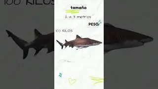 Cosas Que NO SABIAS  Sobre EL TIBURON LIMON O GALANO