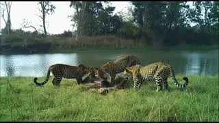 Leoperds sharing a kill,Tadoba,India