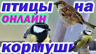 Прямая трансляция с кормушек для птиц