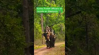 Kanha Forest Officers on rounds on Elephants inside the Jungle #kanhatigerreserve #tigerconservation