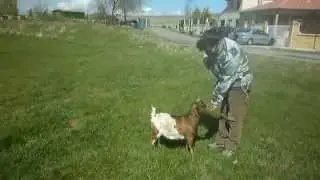 Clicker training with a goat. Target