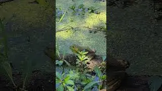 bullfrog 🐸 #swamp #wildlife #amphibian #sounds #life