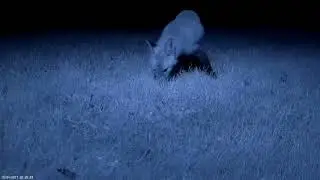 Gray Fox - Red Fox - Mobius action cam IR capture