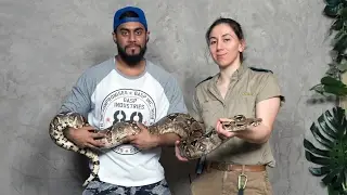 REPTILIA | EXOTIC REPTILE ZOO | CROCODILE FEEDING | TALKING TO ANIMALS