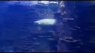 @Marine world aquarium / Tiger moray eel / Part 1