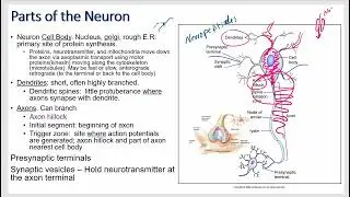 CNS structures and functions