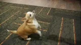 Famous Cute Chichi Momma BELLA auditions for Talent Hounds TV show