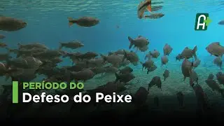 Per&iacute;odo do Defeso do Peixe