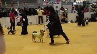 ペット博横浜２０２６イベント広場から260110