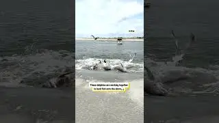 Dolphins Strand Feeding