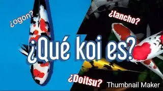 Como saber que especie es mi CARPA KOI (Patrones de koi)