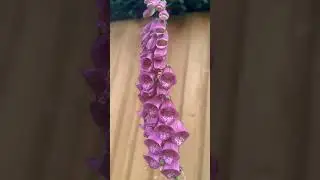 🌸 Digitalis purpurea: Beauty and Danger in Bloom | Care, Warnings, and Garden Tips 🌸 #gardening