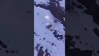 😱😱Snow leopard falls off cliff to hunt