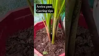 aerica pam plant 🌵 caeiring tips 👌#gardning #sort video
