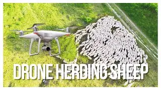 Is Drone Herding the Future of Stress-Free Sheep Management?