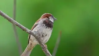 Some of my Bird photography [#photography #birds #landscape #landscapephotography#youtube #youtuber