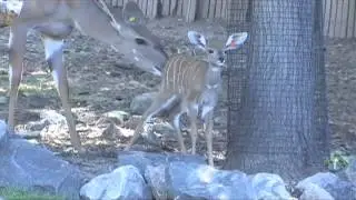 Denver Zoo welcomes kudu calf 