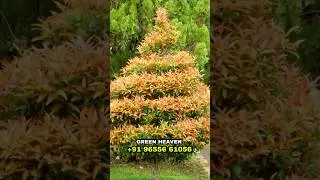 Eugenia plant வேணுமா | Green heaven Nursery chennai  #shorts