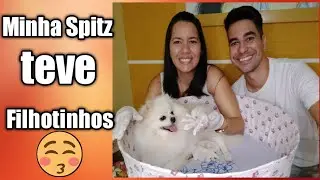 Minha Spitz teve filhotes