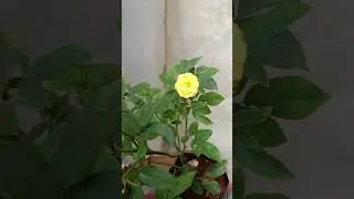 yellow button roses #beautiful #youtube shorts#