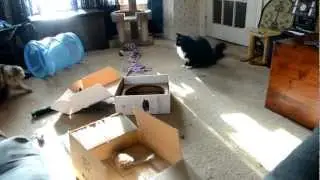 Kitty afternoon