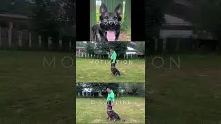Max X - Personal Protection Dogs by Elite Protection Dogs