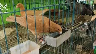 german beauty homer pigeons feeding in morning