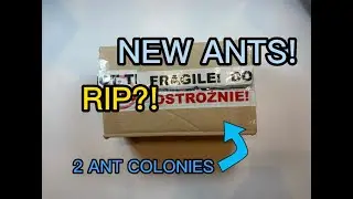 Opening an ant package!😲 | 4K