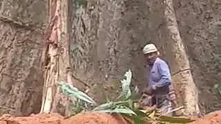 Professional loggers cut 80 inches of logs.