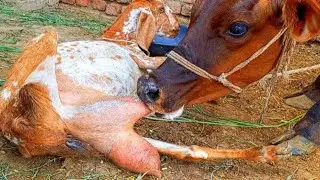 Goat Milking Village Vlog! Goat Milk Feeding To Big Calf - Animal Milking Latest Video 🐐🐂